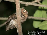 Guatemalan Screech-Owl